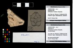 Foto (Objekt + Etikett) von Pithonoton sp.  (NHMW-GEO-1990-0041-4805)
